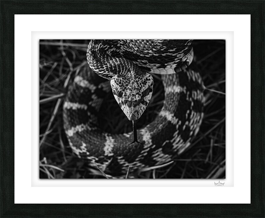 Ready to Strike  Framed Print Print