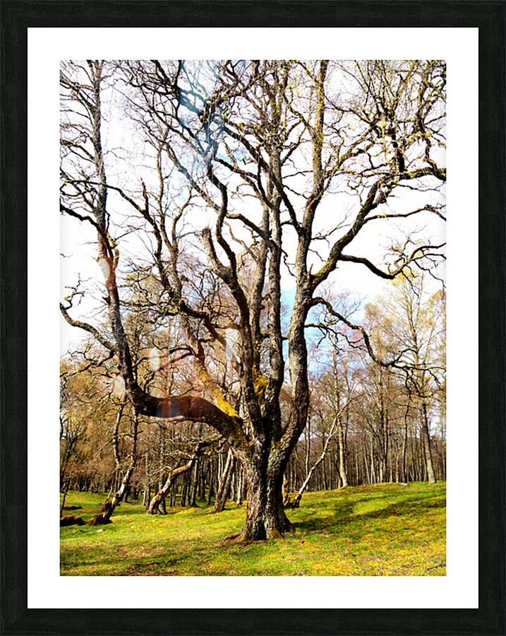  Fairies Labyrinth in the Scottish Highlands                                                                                                                     Picture Frame print