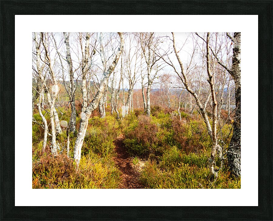  Scottish Highlands Spring Birch Trees                                                                                                                     Picture Frame print
