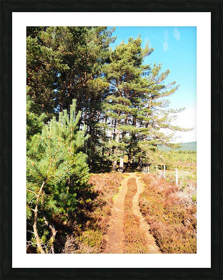 Springs Sunshine for the Scottish Highlands                                                                                                                      Picture Frame print