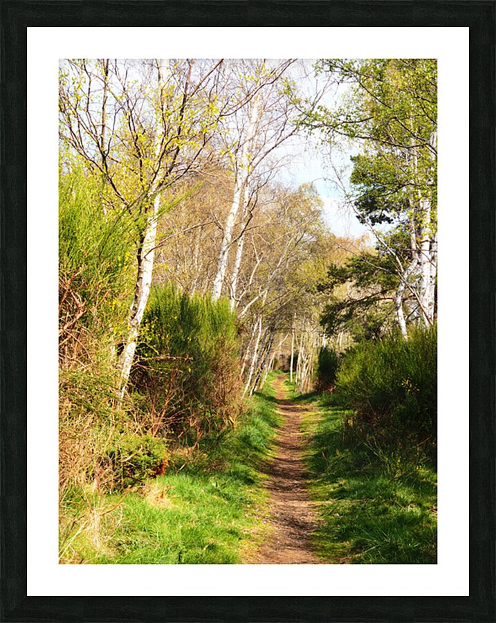 Spring Forest Path in the Scottish Highlands                                                                                                                       Picture Frame print