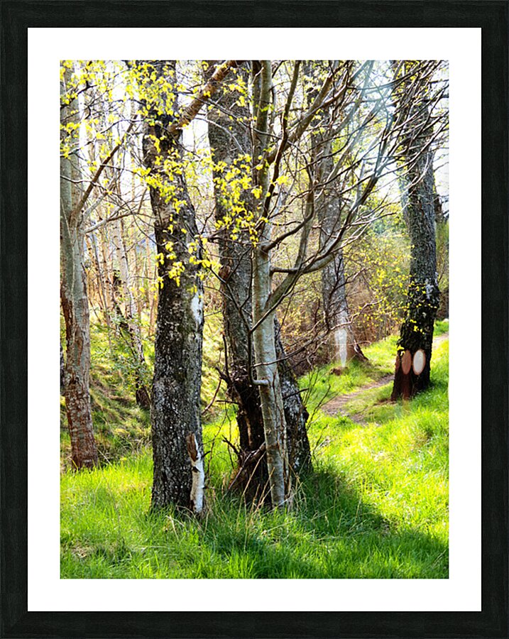  Forests Spring Light in the Scottish Highlands                                                                                                                      Picture Frame print