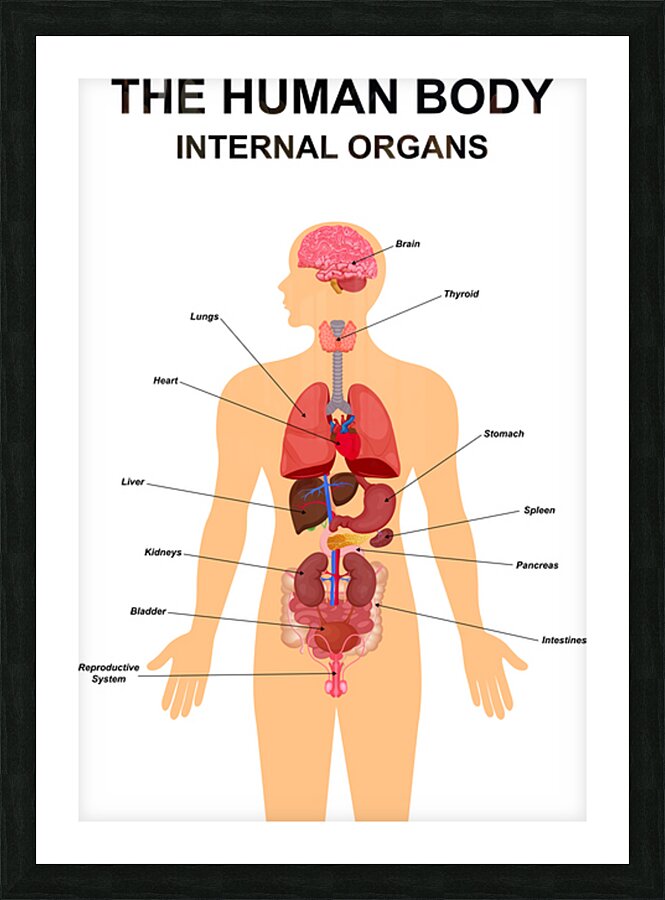 Internal organs of human body Picture Frame print