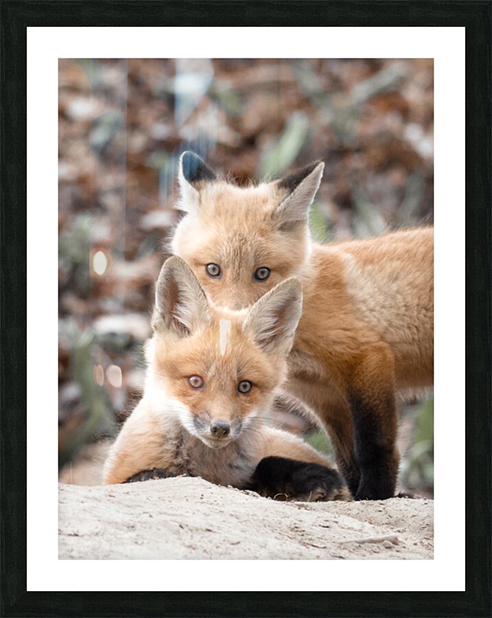 Fox Cubs Picture Frame print