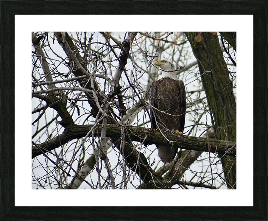Bald Eagle on Gun Lake Picture Frame print