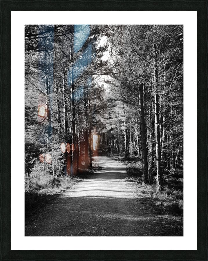 Scottish Highlands Forest Path in Black and White Picture Frame print