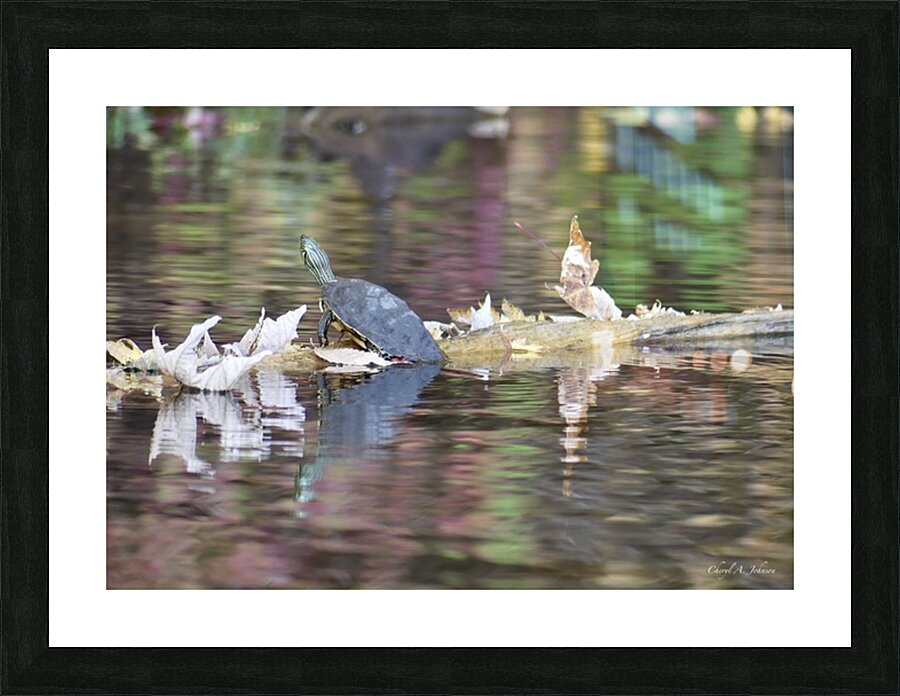 Turtle with reflection of fall colors ~ Gun Lake Picture Frame Printing
