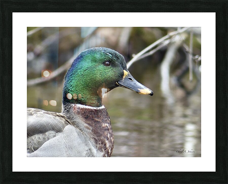 Male Mallard ~ Gun Lake Picture Frame Printing