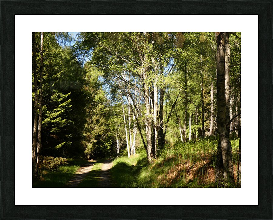 Summer Forest Path Through the Scottish Highlands Picture Frame print