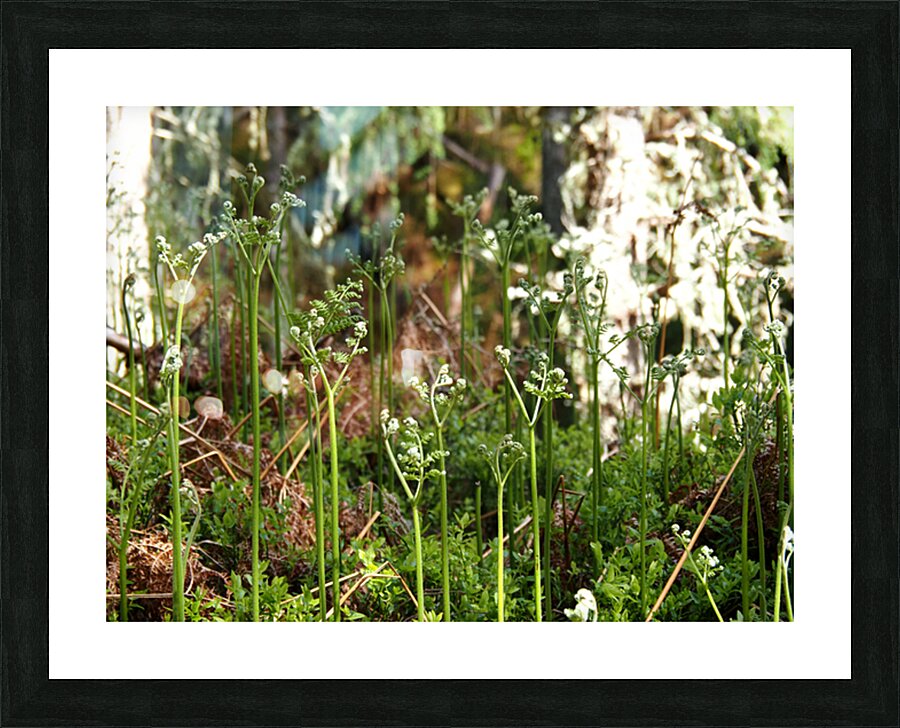 Young Ferns in the Scottish Highlands                                                                                                                      Picture Frame print