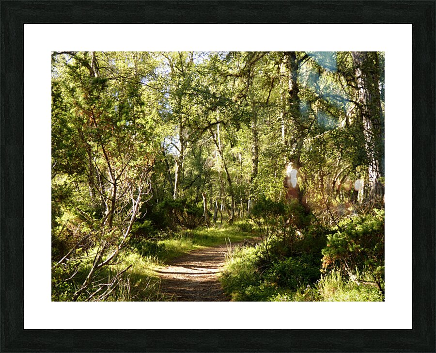 Scottish Highlands Forest Path  Picture Frame print