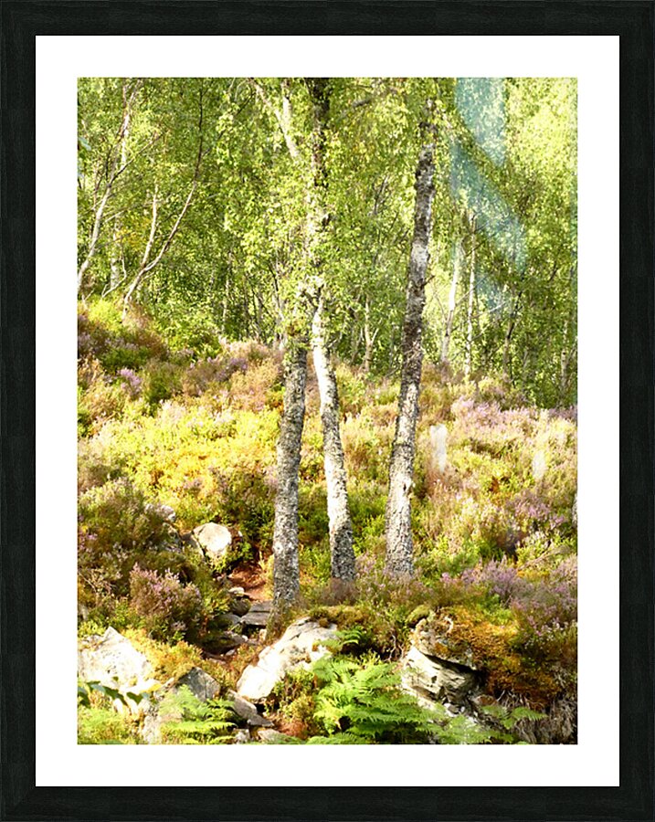 Summer in the Scottish Highlands Picture Frame print