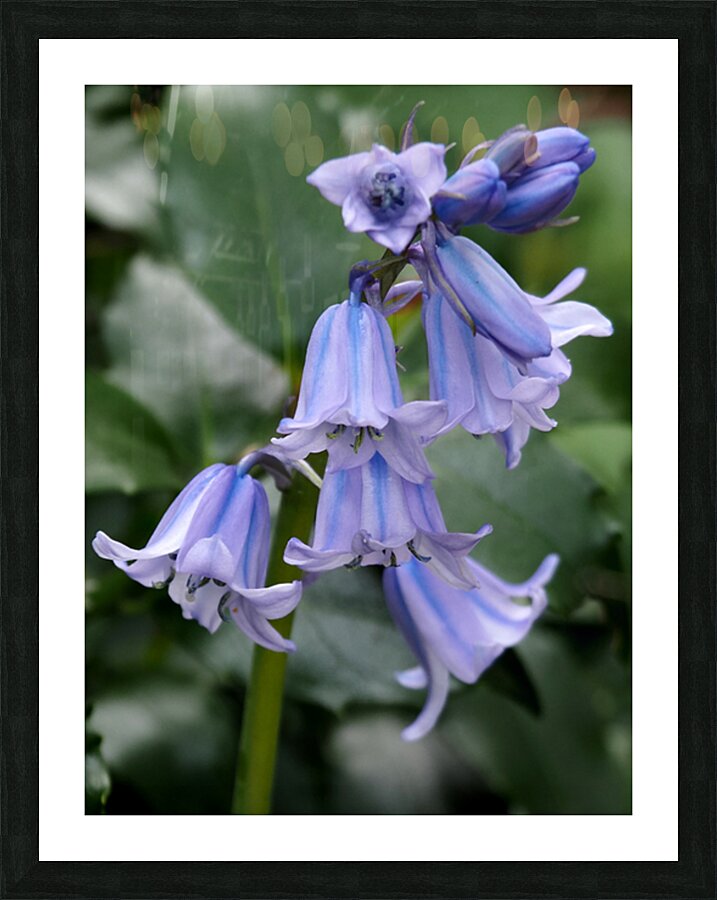   May Bluebells                                                                                                                    Picture Frame print