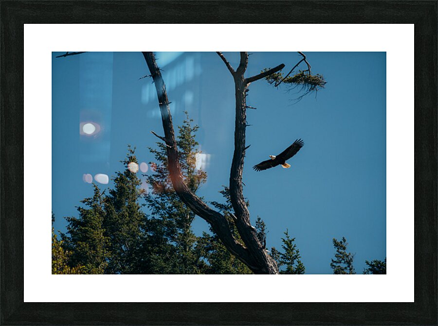Eagle Flight Picture Frame print
