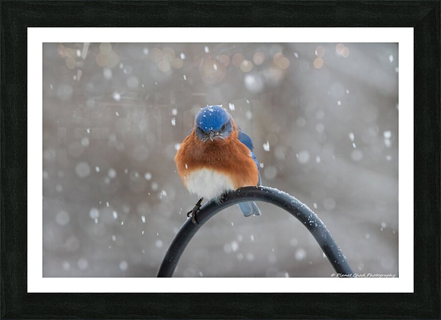 Unhappy Bluebird in the Snow  Framed Print Print
