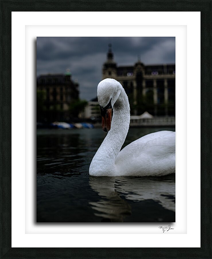 Coy Swiss Swan  Framed Print Print