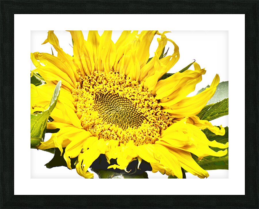 Artistic Flower Picture Frame print