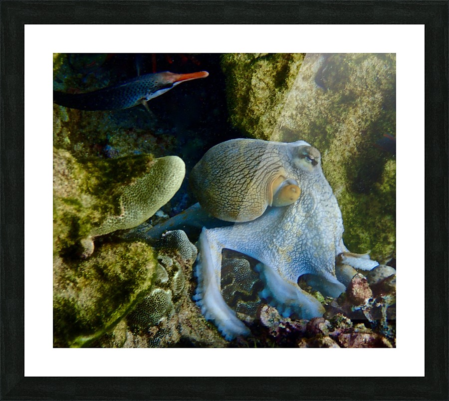Octopus garden  Picture Frame print