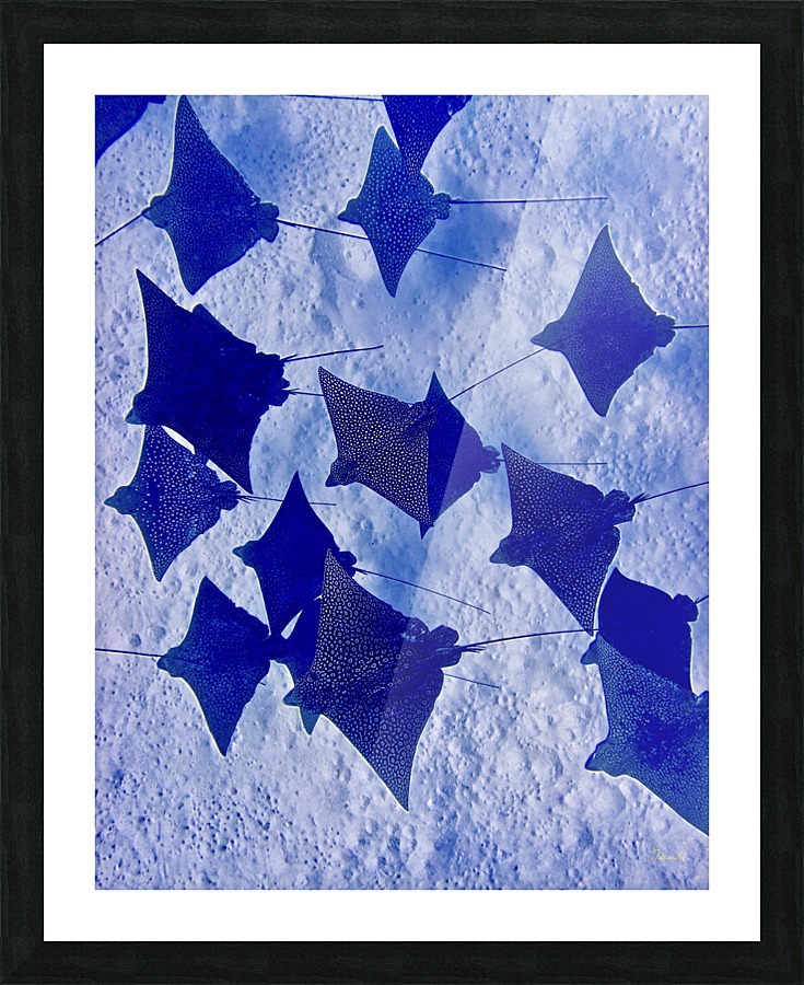 Flying...a school of eagle rays Picture Frame print