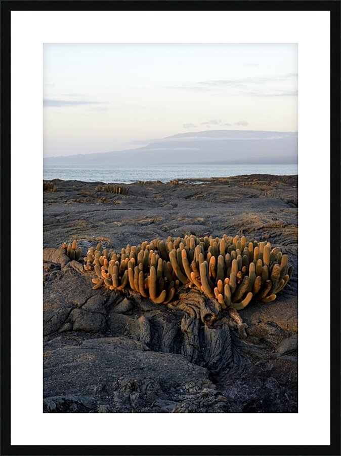 Lava Cactus Brachycereus nesioticus Punta Espinosa Fernandina Island Galapagos Islands Ecuador Picture Frame print