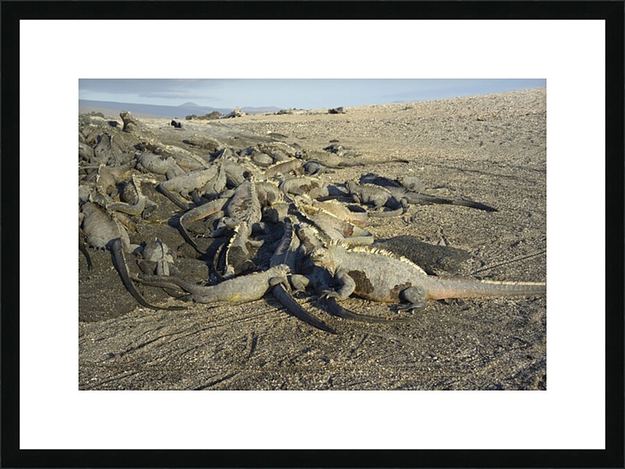 Group of Marine Iguanas Punta Espinosa Fernandina Island Galapagos Islands Ecuador Picture Frame print