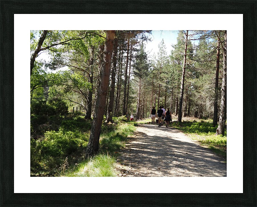 A Forest Walk Through The Scottish Highlands                                                                                                                      Picture Frame print