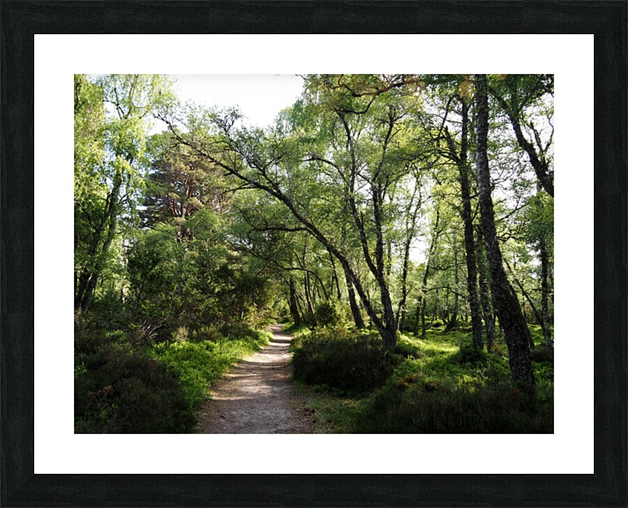  Mays Delight  In The Scottish Highlands                                                                                                                     Picture Frame print