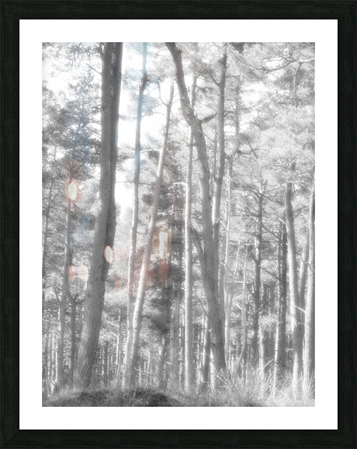 Monochrome Summer Pine Forest Picture Frame print