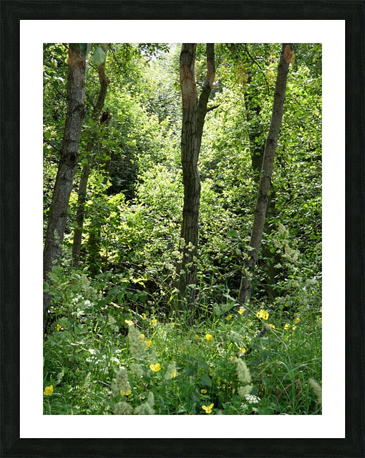Forest Spring in the Scottish Highlands Picture Frame print