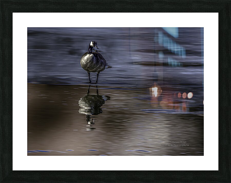 10886 Canada s  Goose Reflects Picture Frame print