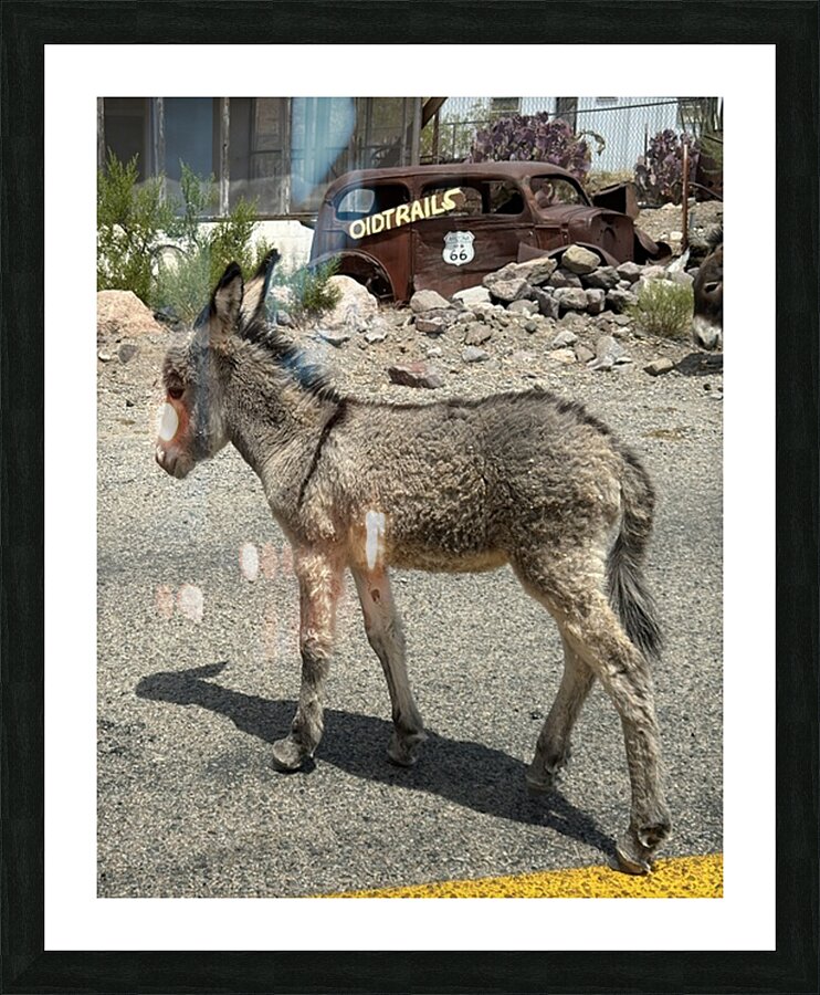 Baby donkey Picture Frame print