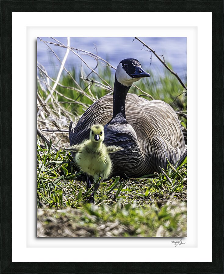  Look at me Ma  Framed Print Print