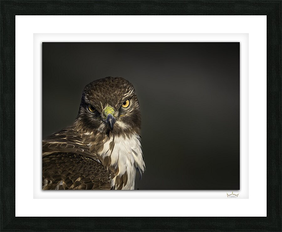 A Red Gaze  Framed Print Print