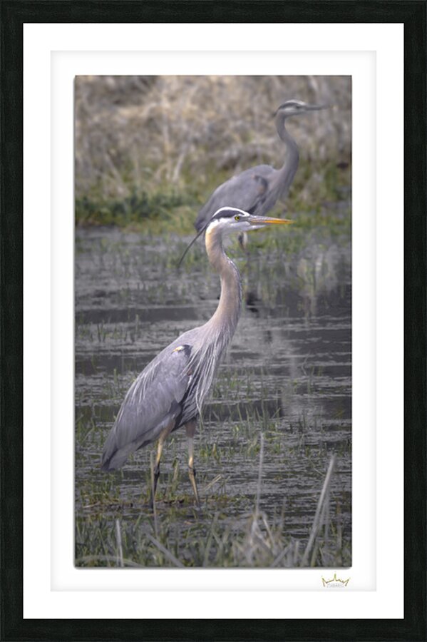 Great Blue Formation  Framed Print Print