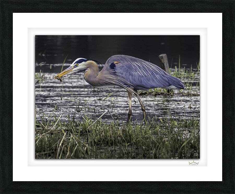 Snacking Great Blue  Framed Print Print