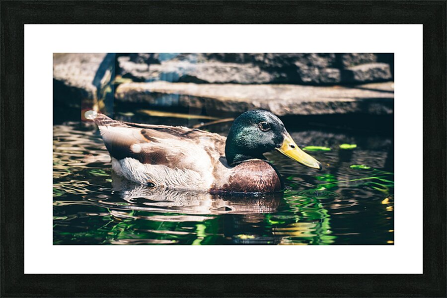 Mallard In The Pond Picture Frame print