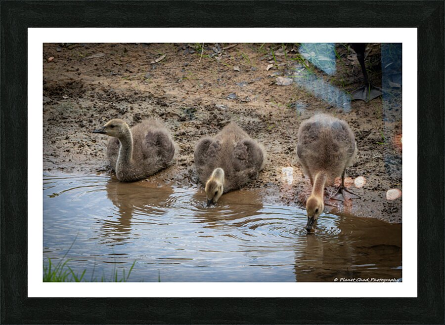 Goslings - A Quiet Moment by the Stream  Framed Print Print