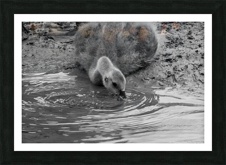 The Stillness of Nature: Gosling and Water Ripples   Framed Print Print