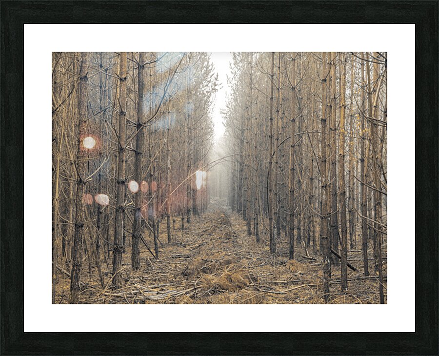  Fine Art print