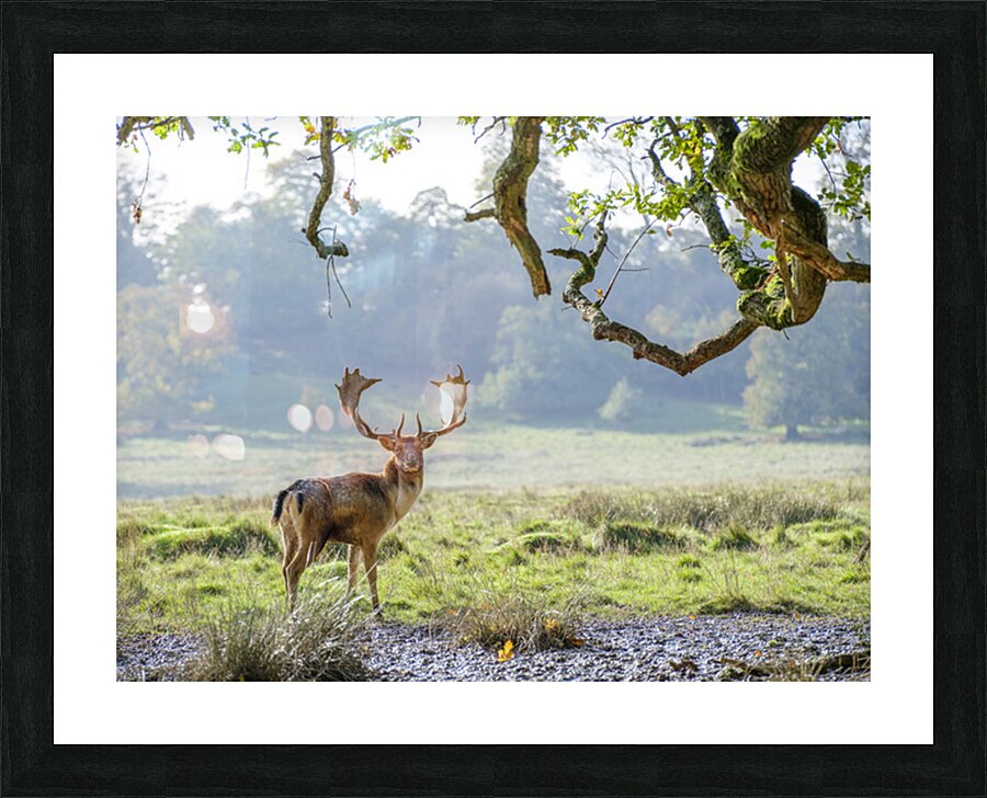  Fine Art print