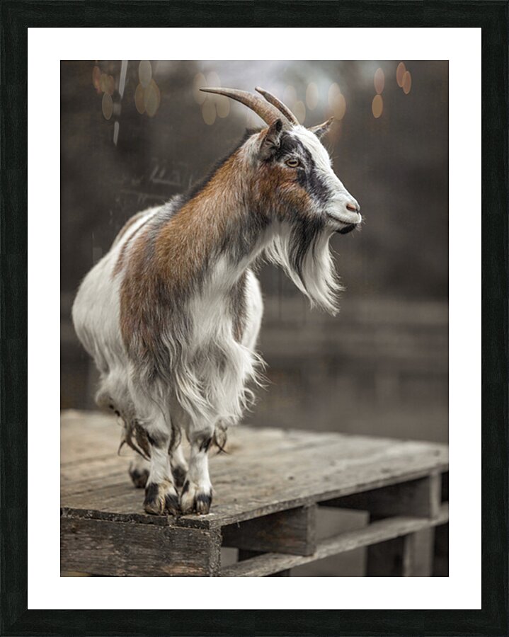  Fine Art print