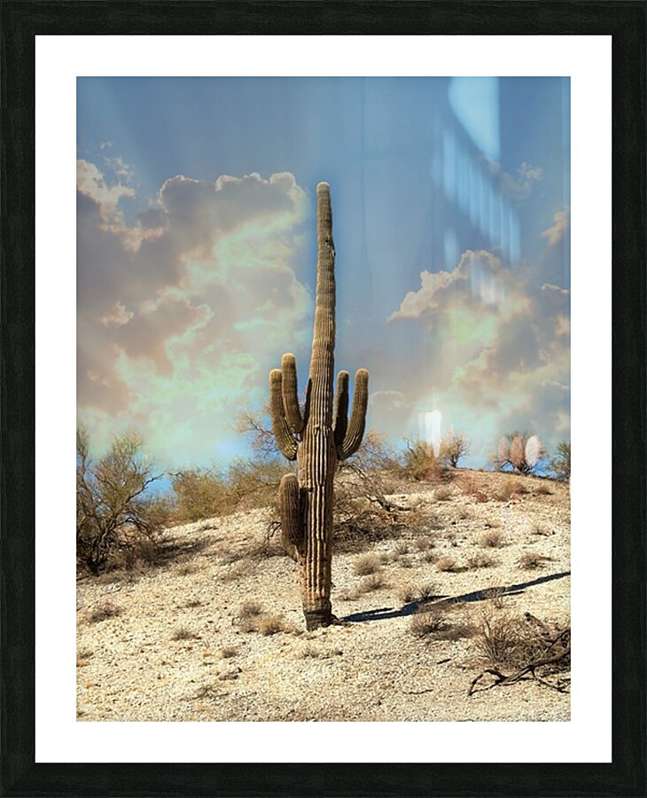 Saguaro Dream  Framed Print Print