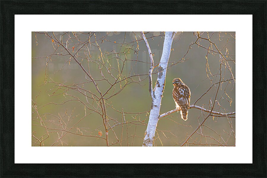 Red-tailed Hawk in Birch Picture Frame print
