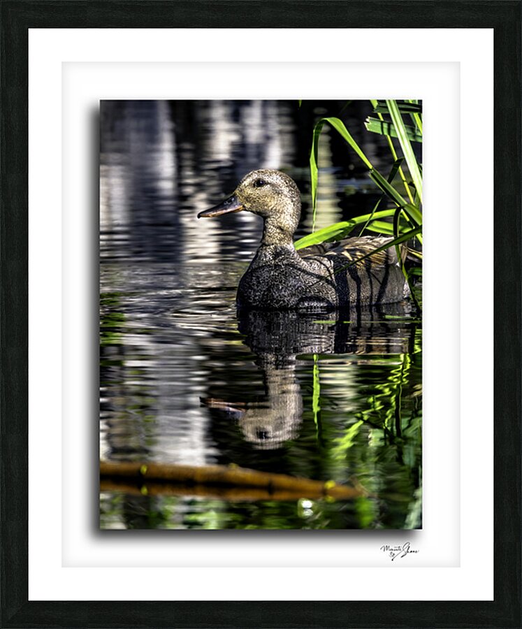 Gadwall in the Reeds  Framed Print Print