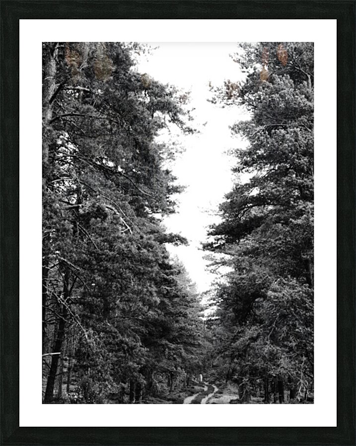 Monochrome Pine Woods in the Scottish Highlands                                                                                                                      Picture Frame print
