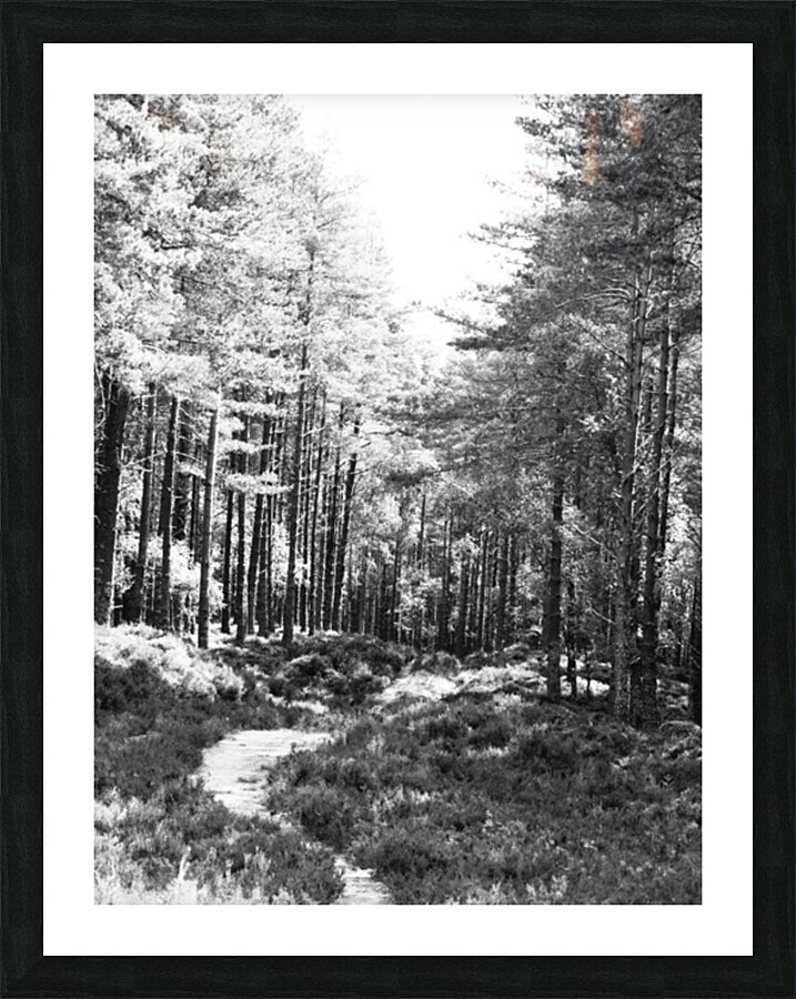 Springs Path through the Scottish Highlands                                                                                                                      Picture Frame print