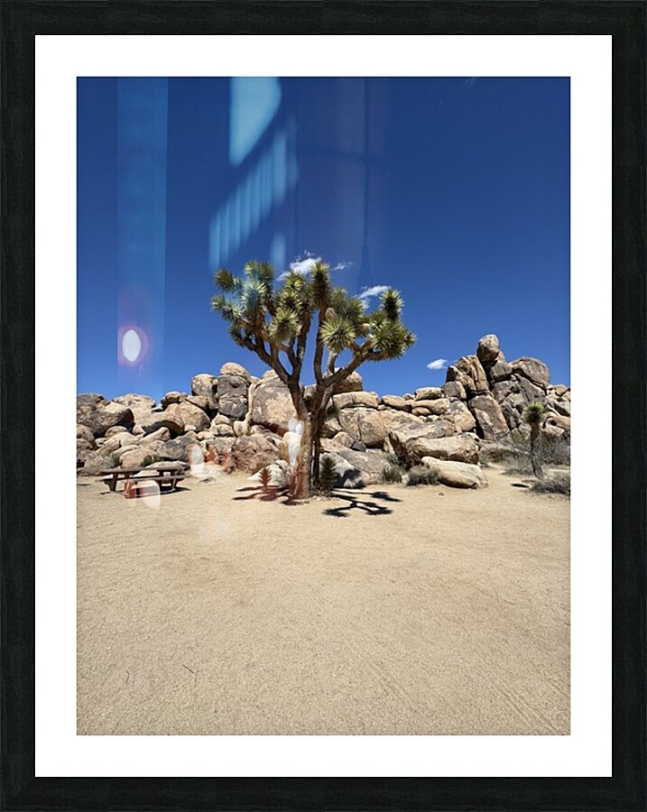 Joshua Tree -3  Framed Print Print