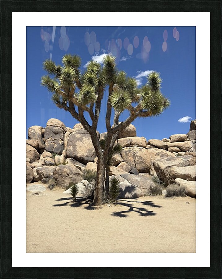 Joshua Tree -2  Framed Print Print