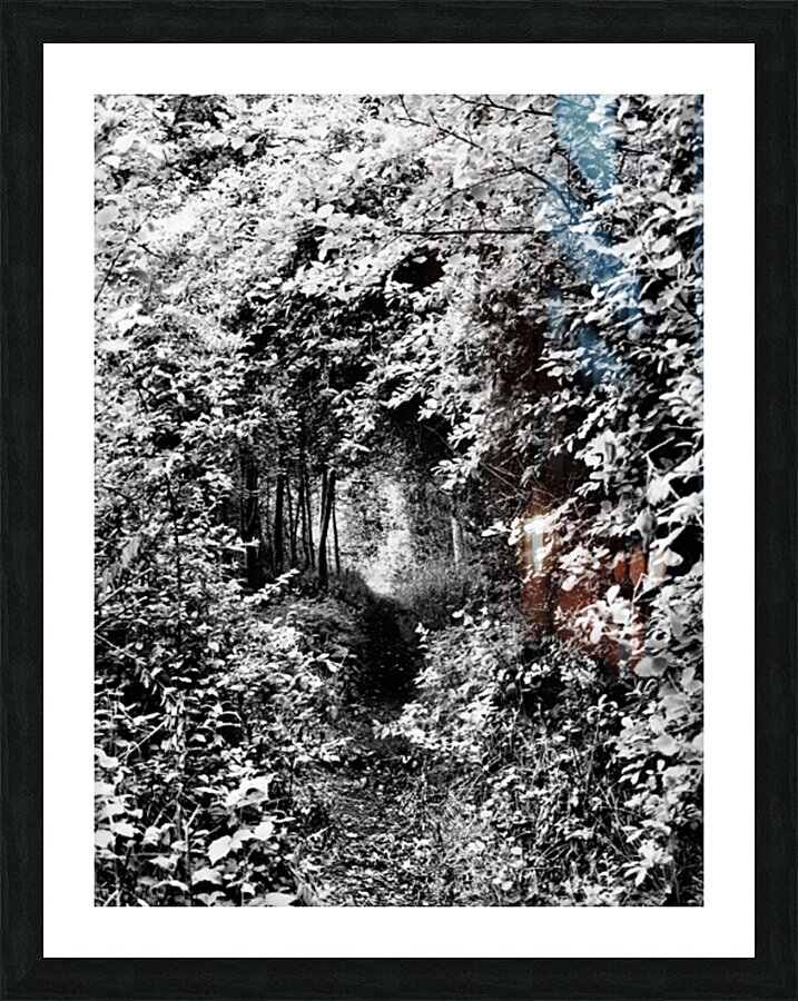 Monochrome Forest through the Scottish Highlands                                                                                                                      Picture Frame print
