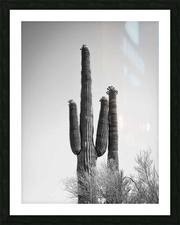 Saguaro Dream in black and white -1  Framed Print Print